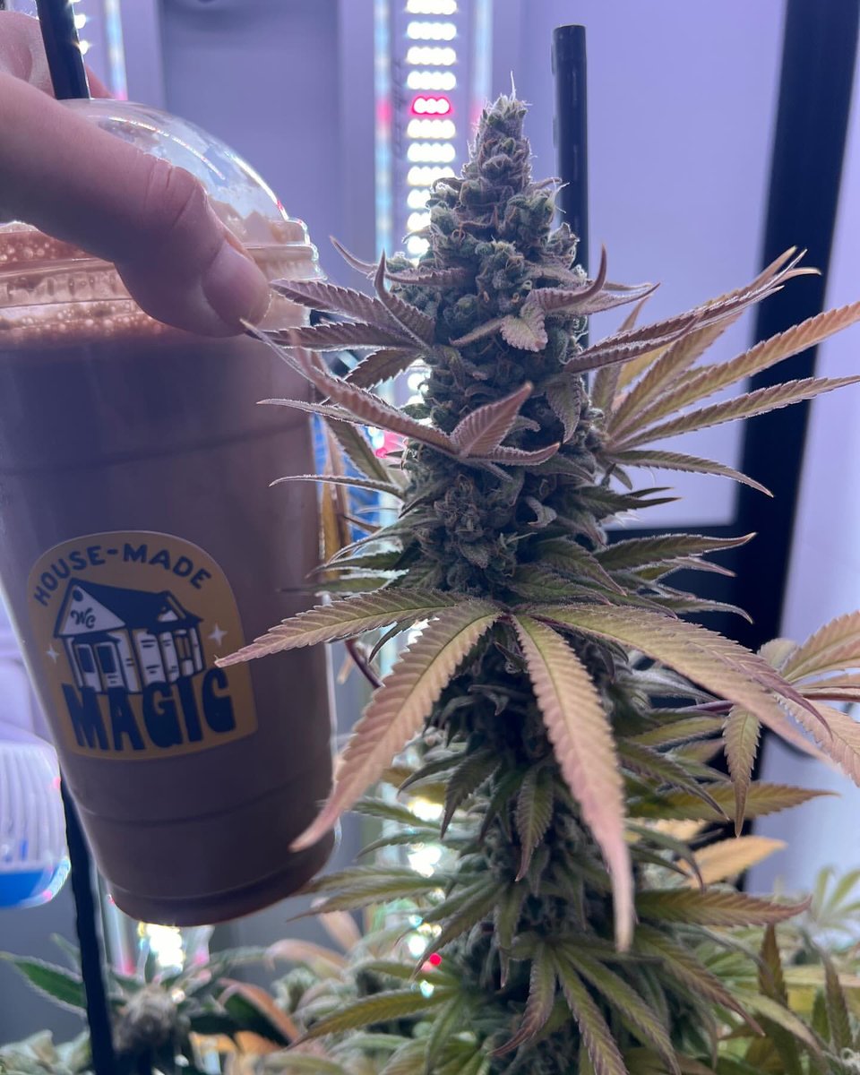 SuperCloset's tweet photo. This beauty was grown in a SuperCloset cabinet system, your turnkey solution for lush indoor gardens. With everything you need to start growing right out of the box, it's never been easier to cultivate at home. 🌱✨

🌱 @thamedicatedmeskin__jcc13  
🔗  https://t.co/s9hJJaE4GA https://t.co/XULut7HfbO