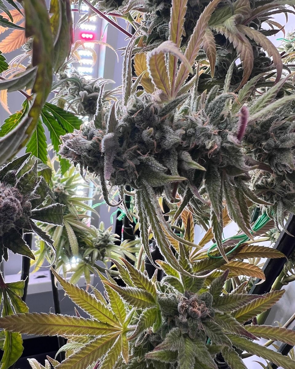 SuperCloset's tweet photo. This beauty was grown in a SuperCloset cabinet system, your turnkey solution for lush indoor gardens. With everything you need to start growing right out of the box, it's never been easier to cultivate at home. 🌱✨

🌱 @thamedicatedmeskin__jcc13  
🔗  https://t.co/s9hJJaE4GA https://t.co/XULut7HfbO