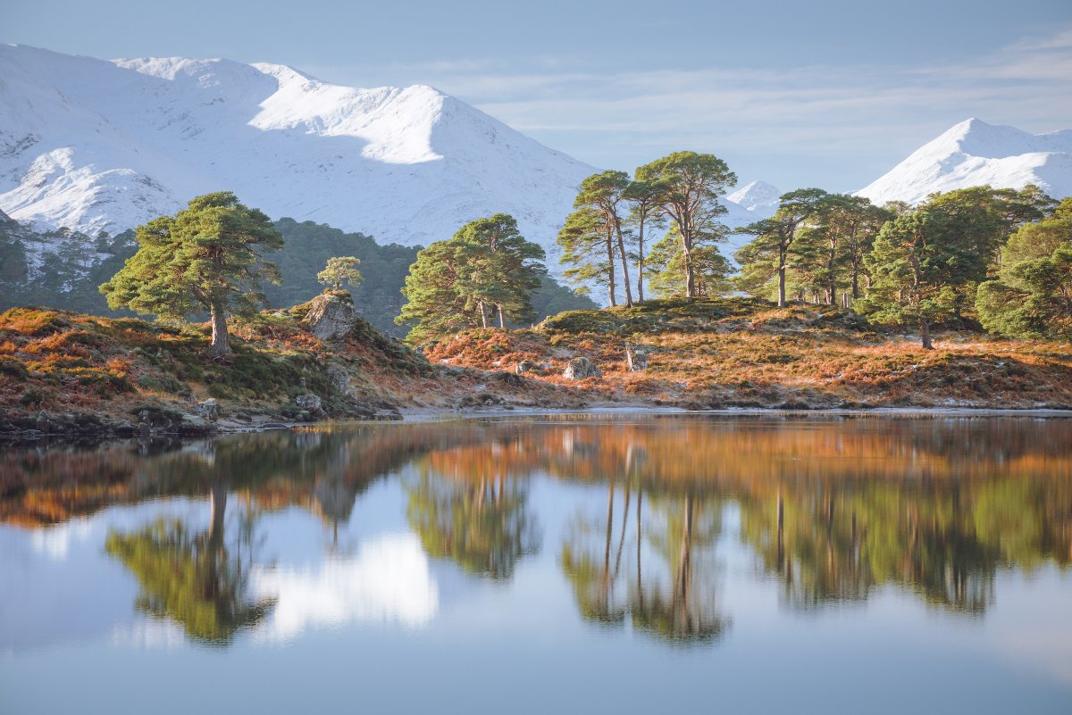 DamianShields1's tweet photo. Reflected pines, Glen Affric #Scotland #LochAffric #GlenAffric #Highlands https://t.co/ERVTYHoo8V https://t.co/2EM4GjCGz3