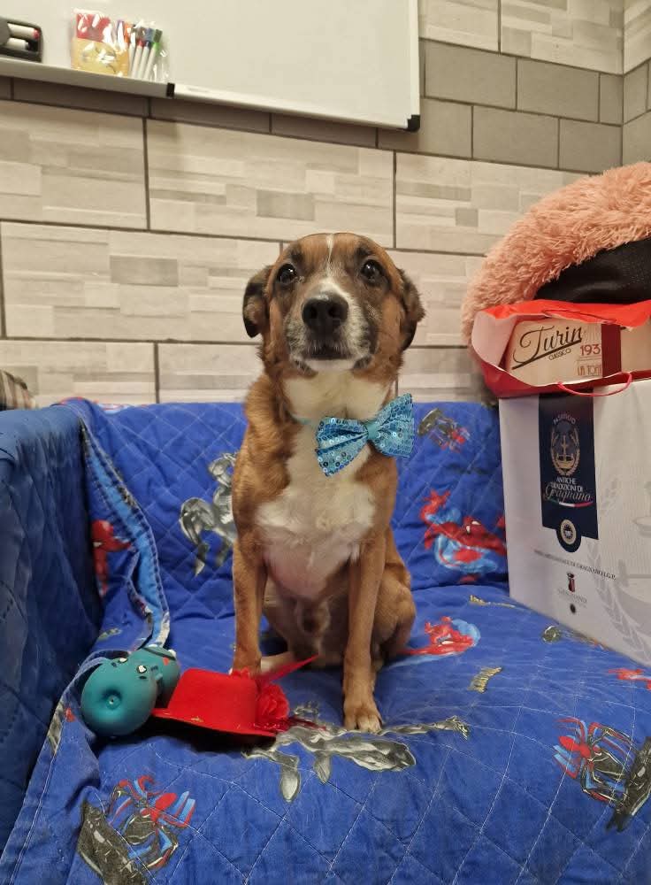 tiziana_55's tweet photo. Rocki il cane a cui è morto il padrone di 95 anni, i suoi parenti serpenti lo avevano portato in canile e lui sempre in attesa di chi lo ha amato tanto..È STATO ADOTTATOOOO 🎉🎉🎉🎉 Grazie anche a voi che lo avete condiviso. Buona vita ❤️ https://t.co/YCxDADFK8r