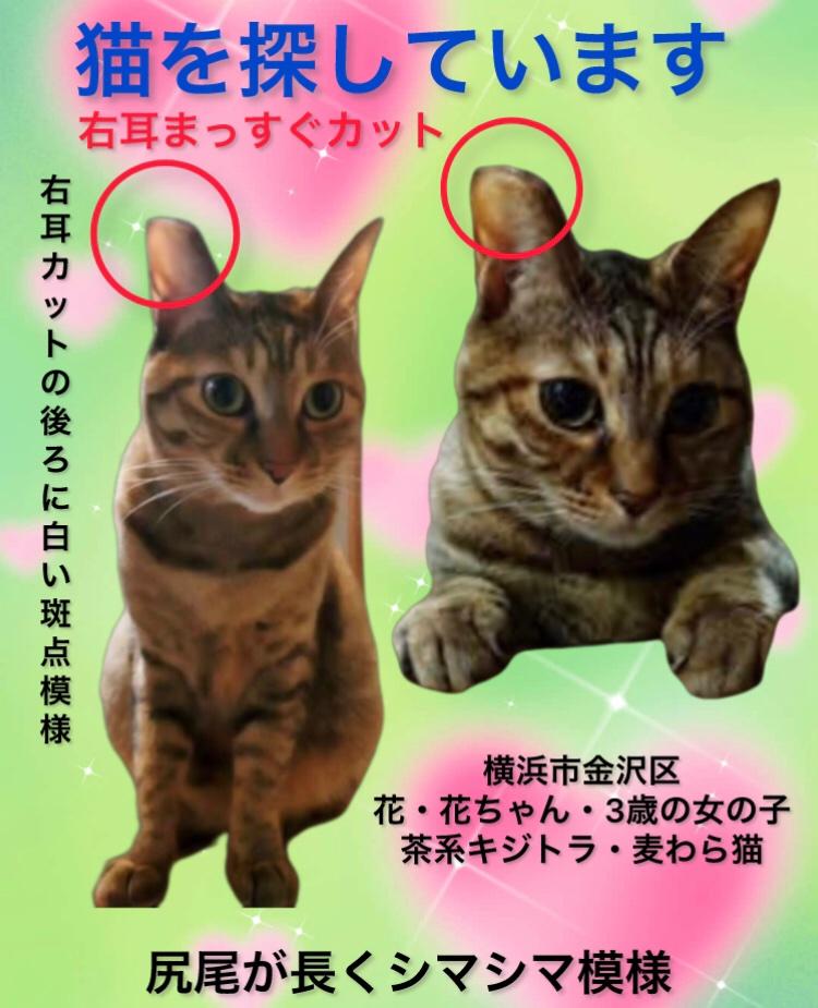 squirrelemi's tweet photo. 猫を探しています。花ちゃん3歳
麦わら猫または、茶系のキジトラ。2024年4月11日横浜市金沢区富岡東の自宅から外に出てしまい行方不明のままです。右耳が特徴的です。
#猫を探しています 
#拡散希望 
#リポストお願いします 
#横浜市金沢区 
#迷子猫 https://t.co/JsQ9HA6KJC