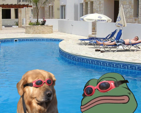 0xtamerlan_'s tweet photo. @imperooterxbt So many desperate people inth comments. If only they $dip'ped inth pool when they had a chance. Look how much fun scooter has with th dog inth goggles. https://t.co/9tqIJiDmbU
