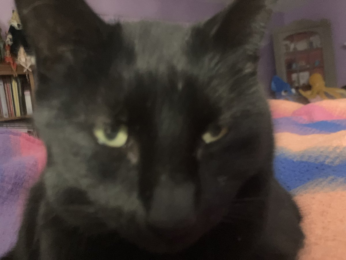 FloofyMom's tweet photo. It’s an early #tunatuesday. Mom got awakened at 615 because stupid Tipper tried to counter surf and broke a plate. Thanks Tipper for ruining my day. #stupidtipper #angrymom #unimpressed #cats #stupiddog https://t.co/kJRpeVzjen