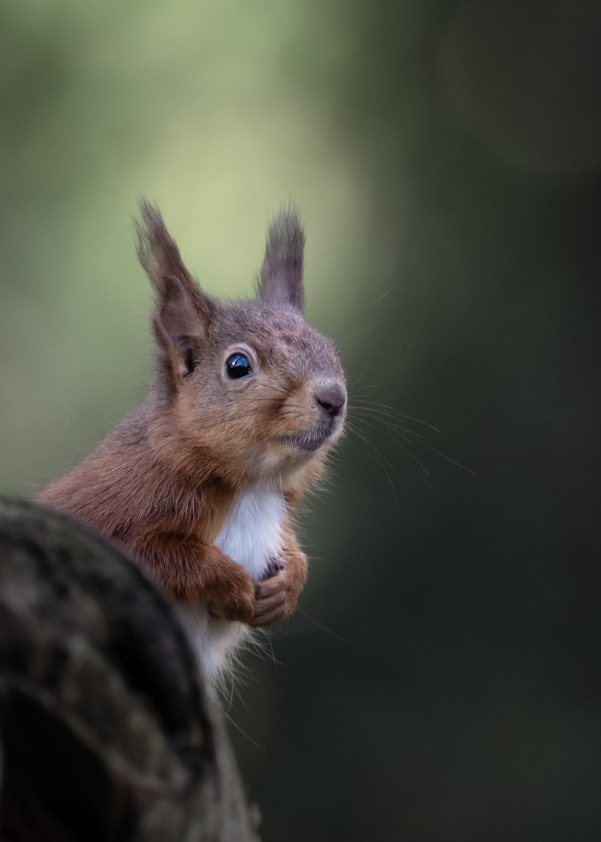 NTmountstewart's tweet photo. Red squirrels are a key species and play a vital role in regenerating our woodlands, burying nuts and seeds which grow into future trees.
#RedSquirrelAppreciationDay #redsquirrel #redsquirrelconservation #tourismni #discoverni #daera #ardsredsquirrelgroup
📷Tristan Bane https://t.co/ydTJpfDAx3