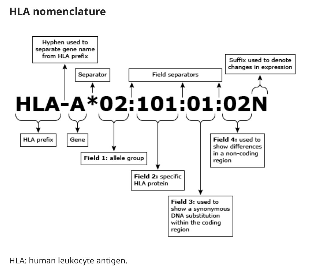 HLA nomenclature:

Ref: uptodate
<a href="/DrAkhilX/">Dr. Akhil 🇮🇳</a> <a href="/IhabFathiSulima/">Dr Ihab Suliman</a> #MedTwitter