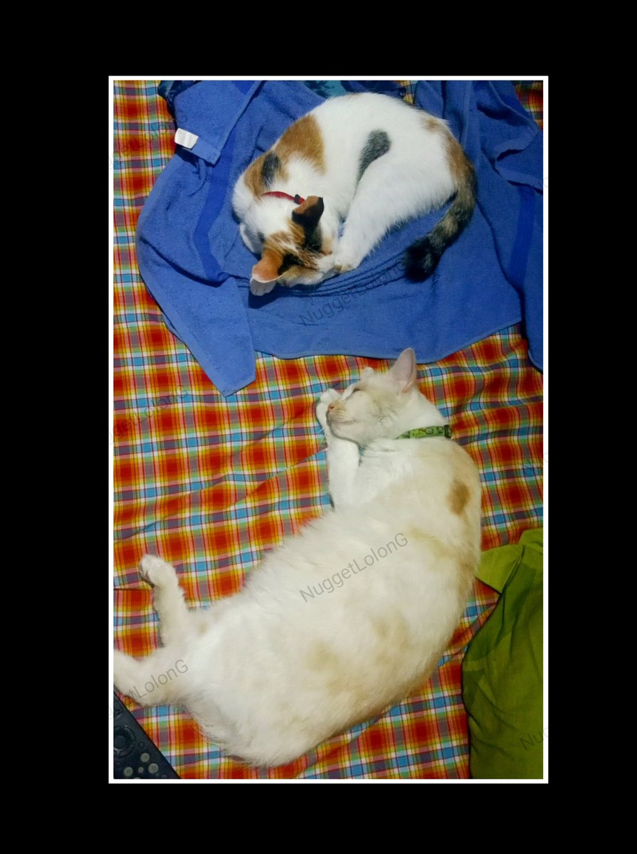 DjolaFix's tweet photo. Tadi jam² 2 mandiin ni anak bedua. Moment yg asik, lucu. Harus diajak ngobrol dirayu² spy betah direndam dalam Baskom. Sukses, nurut semua. 

Habis mandi, makan agak istimewa dan mesti tidurnya lama 😹😻. 
#Cattuesday 
#Kucing https://t.co/MZfK1yuWLh