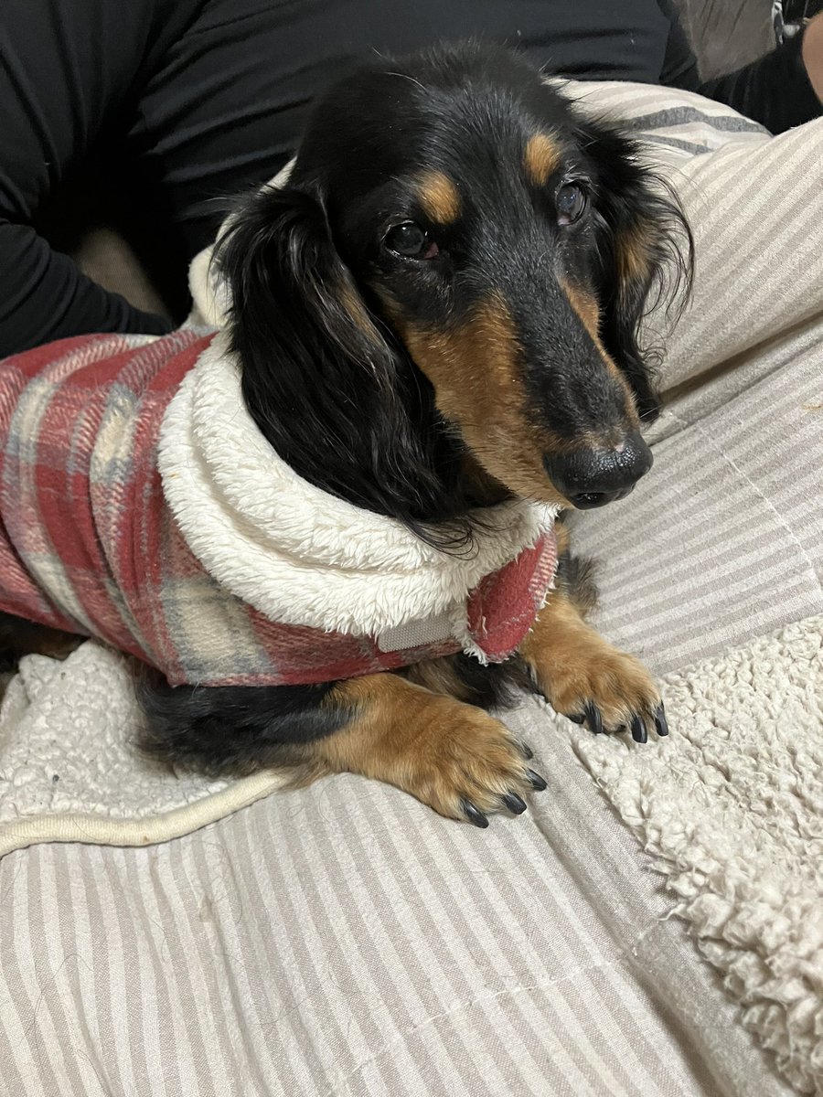 犬、今度は膀胱炎。といってもトイレが近いくらいで本人はピンピンしてますが。
またしばらくお薬生活です。ちなみに抗菌剤はかまぼこ風味だそうな。かまぼこ…(　ﾟдﾟ)