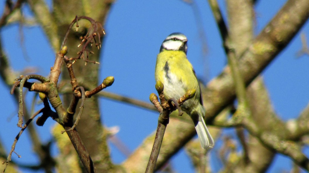 Groundwork NW (@gwknorthwales) on Twitter photo Join the <a href="/Natures_Voice/">RSPB</a> ๐๐ข๐ ๐๐๐ซ๐๐๐ง ๐๐ข๐ซ๐ ๐๐๐ญ๐๐ก in between Jan 24 & 26 - Spend an hour watching the birds where you are, record the birds that land & submit your findings
More rspb.org.uk/whats-happeninโฆ
Here are some are volunteers have spotted! #BigGardenBirdWatch Join the <a href="/Natures_Voice/">RSPB</a> ๐๐ข๐ ๐๐๐ซ๐๐๐ง ๐๐ข๐ซ๐ ๐๐๐ญ๐๐ก in between Jan 24 & 26 - Spend an hour watching the birds where you are, record the birds that land & submit your findings
More rspb.org.uk/whats-happeninโฆ
Here are some are volunteers have spotted! #BigGardenBirdWatch