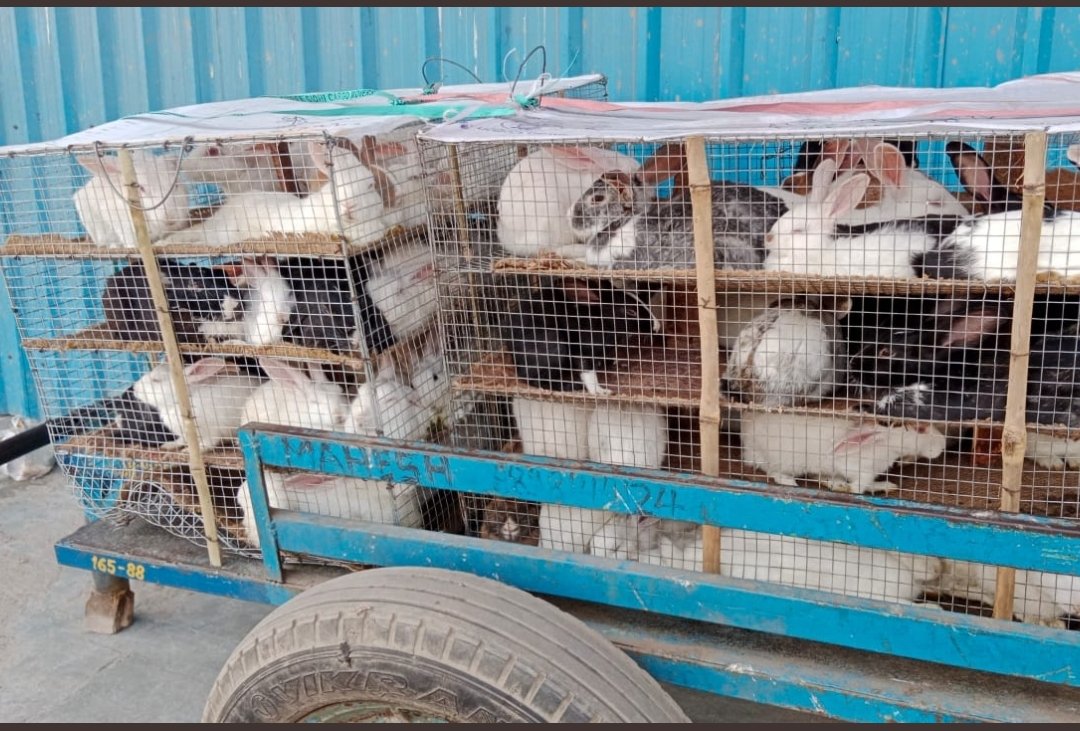 Ajay Joe (@joedelhi) on Twitter photo Are you aware !
Innocent Indian rabbits approved for meat after several representations came to Prime Ministers Office <a href="/PMOIndia/">PMO India</a>
Supported by scientists from <a href="/icarindia/">Indian Council of Agricultural Research.</a> <a href="/TIFAC_India/">TIFAC</a> and <a href="/fssaiindia/">FSSAI</a> Sir <a href="/narendramodi/">Narendra Modi</a> end this
What is your opinion ?
Rabbit Meat a delicacy ? Are you aware !
Innocent Indian rabbits approved for meat after several representations came to Prime Ministers Office <a href="/PMOIndia/">PMO India</a>
Supported by scientists from <a href="/icarindia/">Indian Council of Agricultural Research.</a> <a href="/TIFAC_India/">TIFAC</a> and <a href="/fssaiindia/">FSSAI</a> Sir <a href="/narendramodi/">Narendra Modi</a> end this
What is your opinion ?
Rabbit Meat a delicacy ?