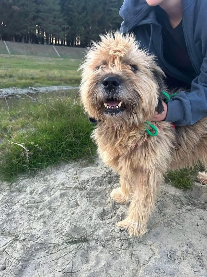 SHE'S STILL WAITING 💔
Alexandia is one of our longest kennel dogs, at 10 years old, she's spent 3 years with us.
We have posted her so often but no one goes through with adopting her 💔
She's a large girl but is so lovely and gentle ❤️

pawprints2freedom.co.uk/apply
