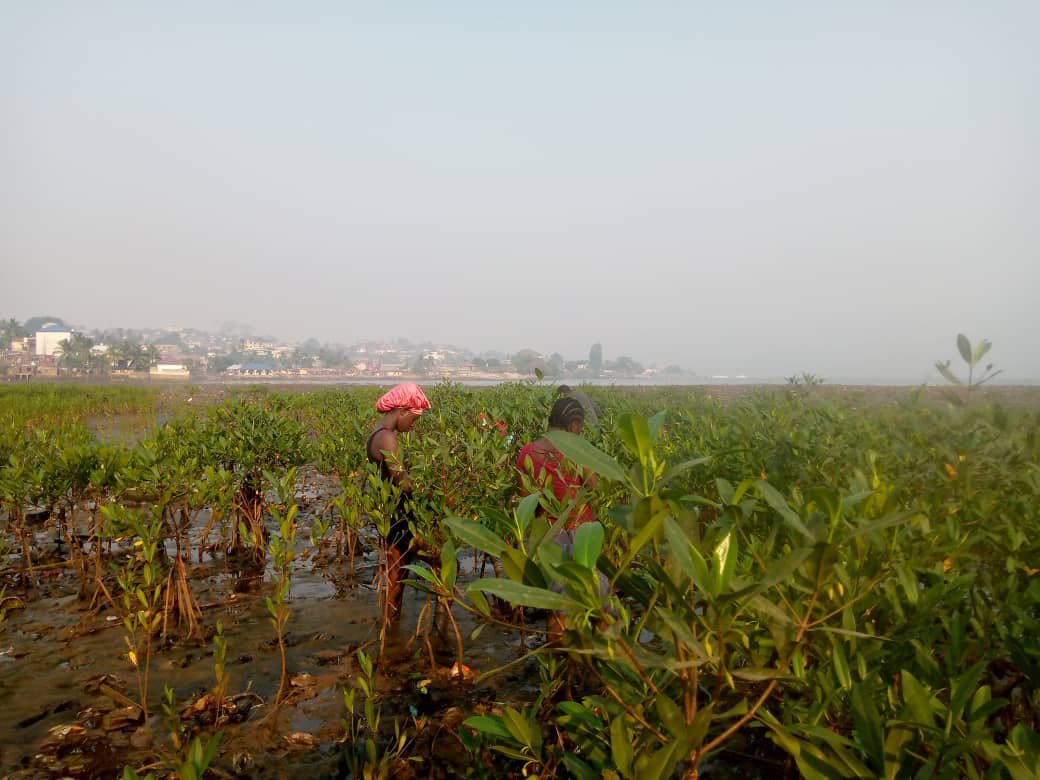 codohsapa tweet media