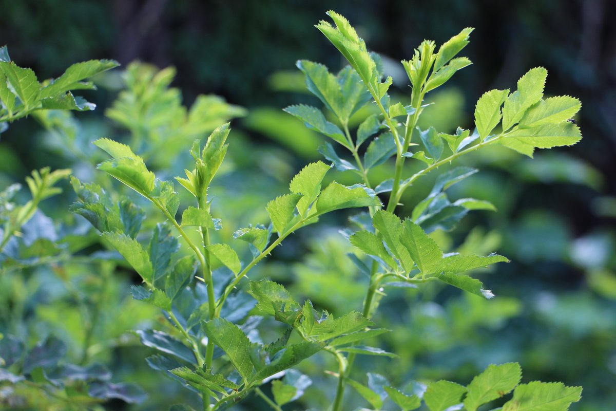 „Hoffe nicht ohne Zweifel und zweifele nicht ohne Hoffnung.” (Seneca) #NatureTherapy #NaturePhotography #Mindfulness #happyness #stoic #Seneca  #bewusstleben #Philosophy #naturelovers (tastymindset.blogspot.com)