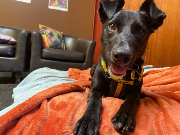DT_WestCalder's tweet photo. Jet is a fantastic 2 Year Old Collie cross💛 He would like an experienced, active family to go on adventures &amp; help him flourish in his new home ❤️

Could you be a match for Jet or open your home to fostering him?🥰
https://t.co/lPjf4R6nGT

@Dogstrust 
#AdoptDontShop https://t.co/mI0cKXkudE