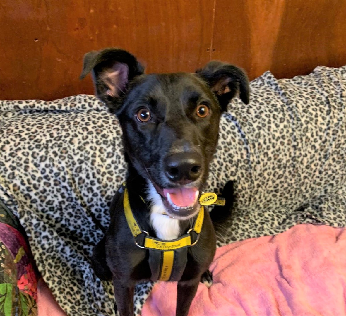 Jet is a fantastic 2 Year Old Collie cross💛 He would like an experienced, active family to go on adventures &amp; help him flourish in his new home ❤️

Could you be a match for Jet or open your home to fostering him?🥰
bit.ly/3MHL33X

@Dogstrust 
#AdoptDontShop