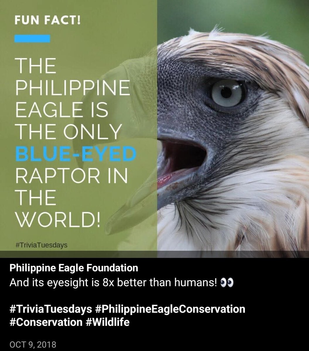 AgilasOfficial's tweet photo. @AlasDaGreat Ang linaw ng mata ah. AGILA ka ba? 🦅
Here's a throwback trivia from @PhilEagleFdn 🫶🏼
Visit their site to know more: https://t.co/FMDBmtBLYR
#TriviaTuesday
#SaveFromExtinction
#SavePhEagle https://t.co/7uBd9QSwKO