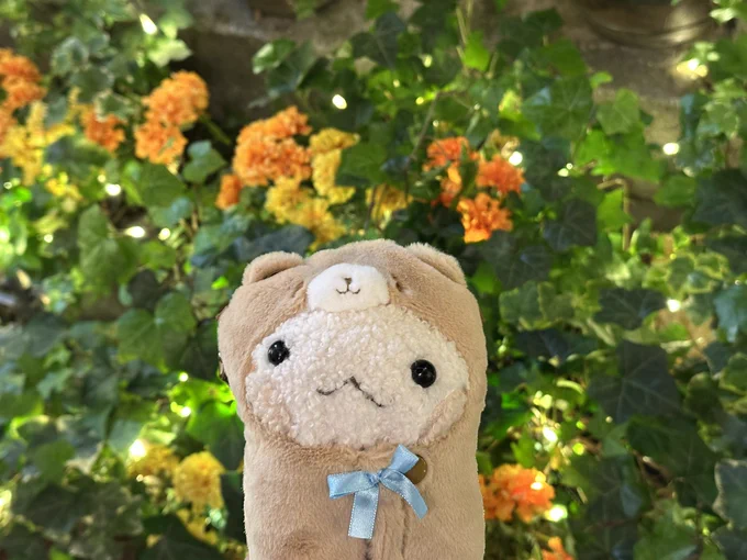マリーゴールドの〜 お花のき〜みが 