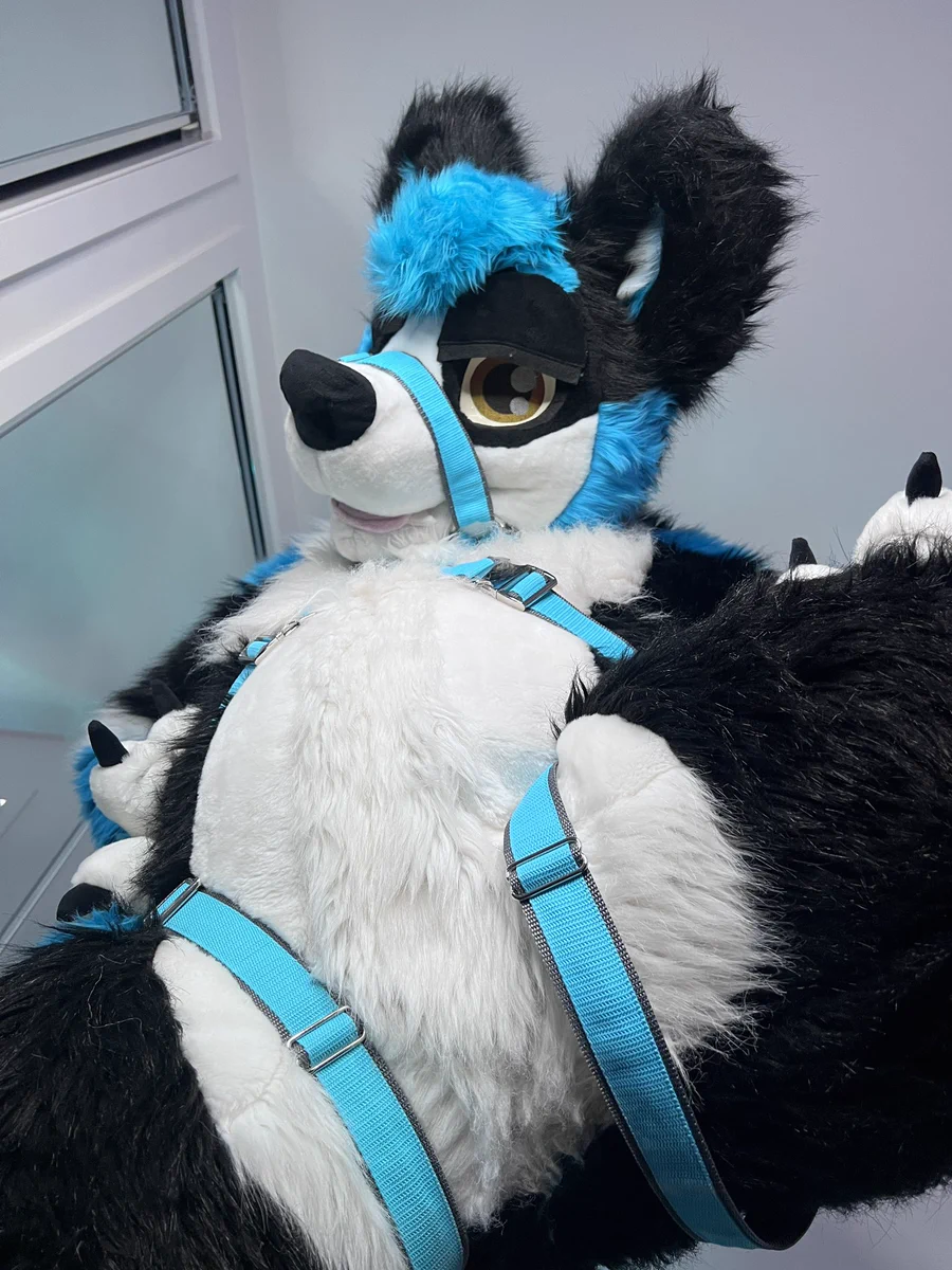Shadow wearing a harness looking down at the view with a round belly