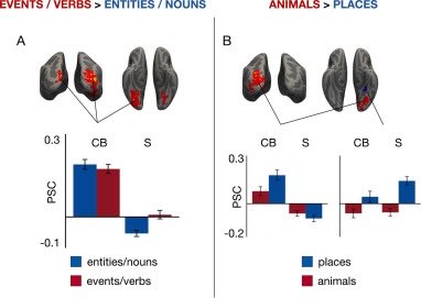 leafs_s's tweet photo. Cognition

Neural specialization for ‘visual’ concepts emerges in the absence of vision

https://t.co/EdnHe5OgEe https://t.co/KfKMILdOTT