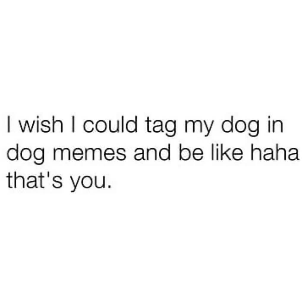 HeckinGoodDogs's tweet image. 