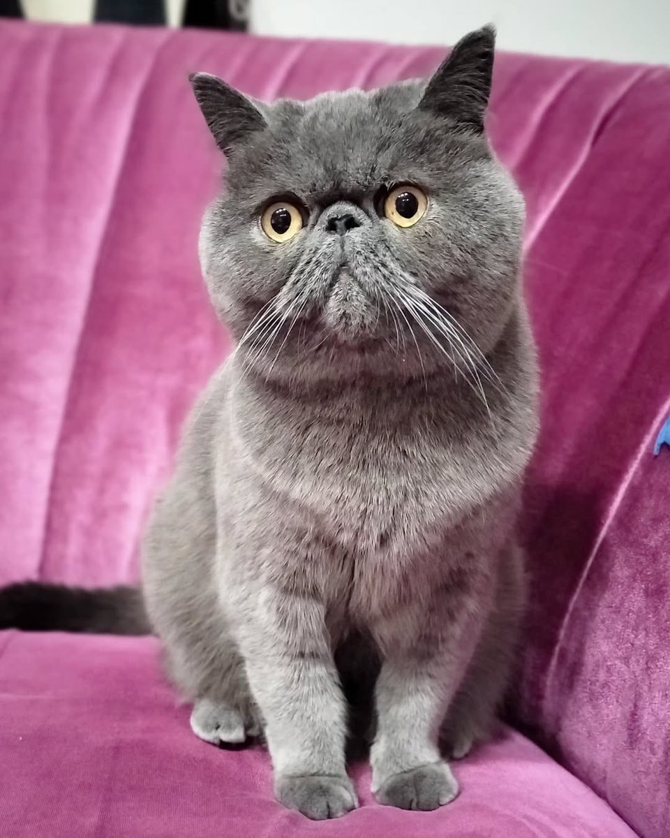 ginto1818's tweet photo. ソファ🛋️にちょこん🐈

#エキゾチックショートヘア #ねこすたぐらむ #ねこのいる生活
#猫のいる暮らし #猫好きさんと繋がりたい #ねこのきもち #pecoねこ部 #サンデイ #catst https://t.co/cAq13IJVRf