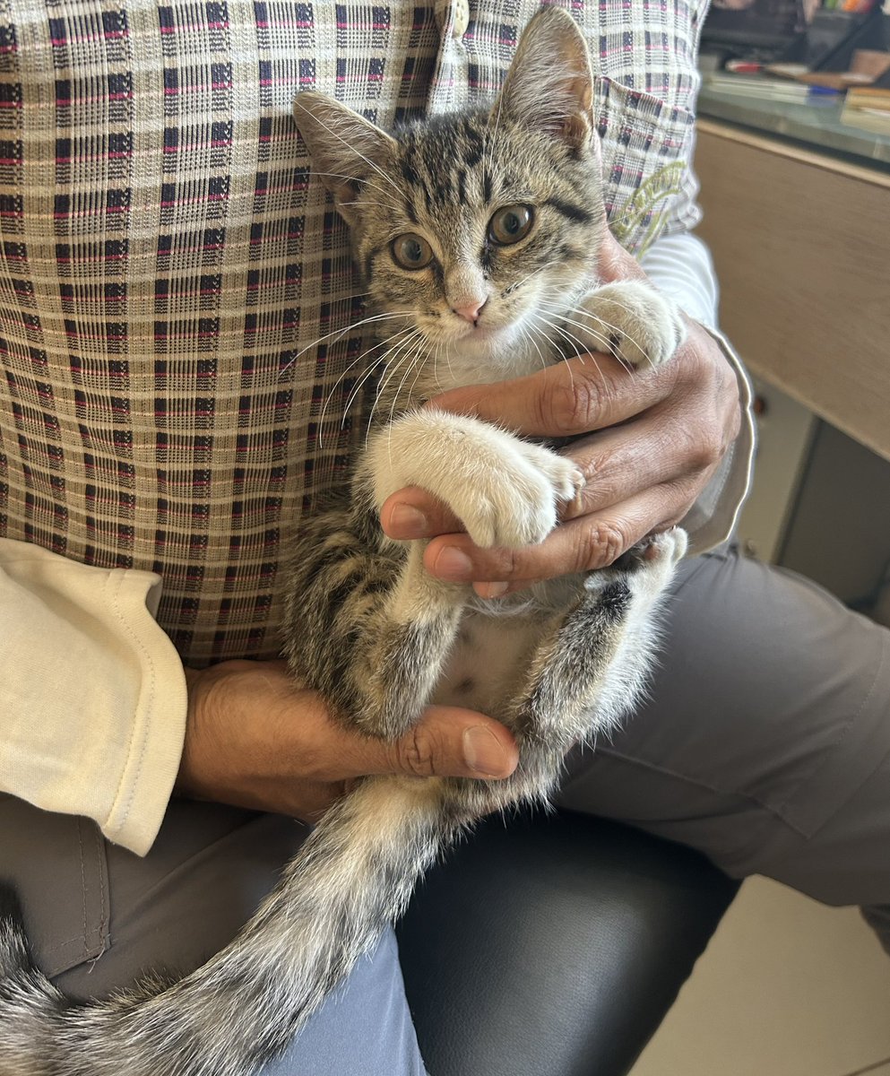 giovannademaria's tweet photo. Anoche botaron esta guagua en la portería de mi edificio. Es juguetona, cariñosa y divertida. No tiene + de 2 meses. Contacto 56 998885108 Me ayudan difundiendo 🙏🏻 @carolinapinoc @urrutia_sonia @DanielVitis @AnimalParaiso @ZitaPessagno_ @consuelogarciag @RefugioCaridad @DRPREYES https://t.co/NUyoZxlifD