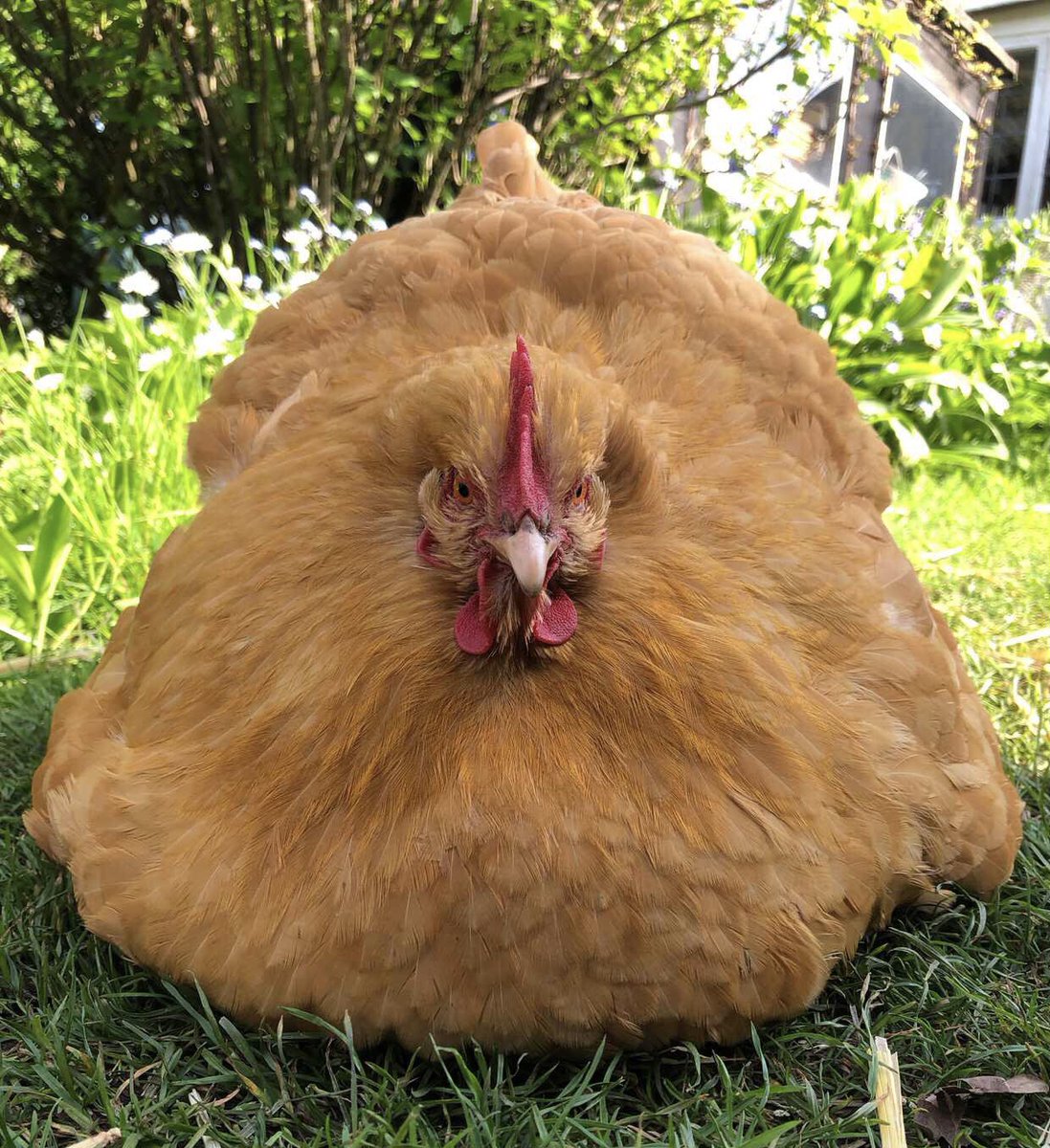 ⚠️⚠️⚠️THIS IS THE DOOMSCROLLING BARRICADE YOU MUST STOP NOW YOU CANNOT PASS ANNA SHE HAS EATEN YOUR FEED⚠️⚠️⚠️