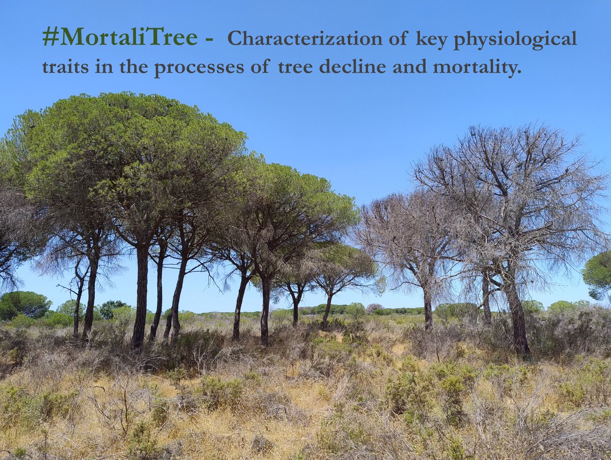 CSIC Andalucía y Extremadura (@csicandalextrem) on Twitter photo 🌳 Nace el proyecto MortaliTree, centrado en estudiar cómo la mortalidad de los árboles afecta a los espacios naturales en España
El proyecto reúne investigadores del <a href="/IRNAS_CSIC/">IRNAS Sevilla</a> , la <a href="/unisevilla/">Universidad de Sevilla</a>, el <a href="/INIA_es/">INIA-CSIC</a> y el INR 🌳 Nace el proyecto MortaliTree, centrado en estudiar cómo la mortalidad de los árboles afecta a los espacios naturales en España
El proyecto reúne investigadores del <a href="/IRNAS_CSIC/">IRNAS Sevilla</a> , la <a href="/unisevilla/">Universidad de Sevilla</a>, el <a href="/INIA_es/">INIA-CSIC</a> y el INR