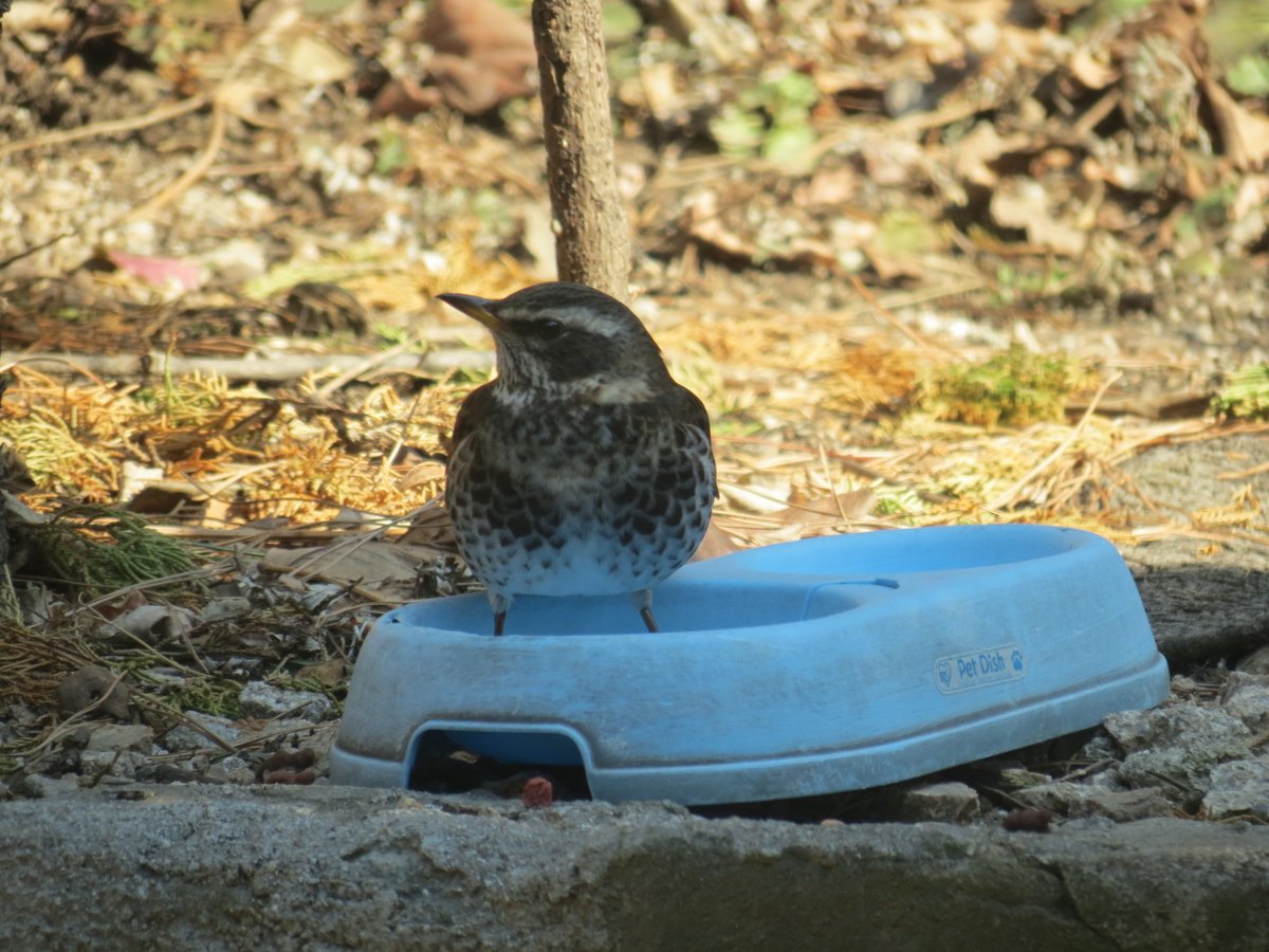 낯선 녀석이 마당 나타났다, 겨울새 개똥지빠귀
서울에 새가 많이 줄었다더니 우리 마당도 마찬가지인데 
와줘서 반갑다

새 먹으라고 둔 물그릇에 들어도 가고 마시기도 하고...
종종 놀러와