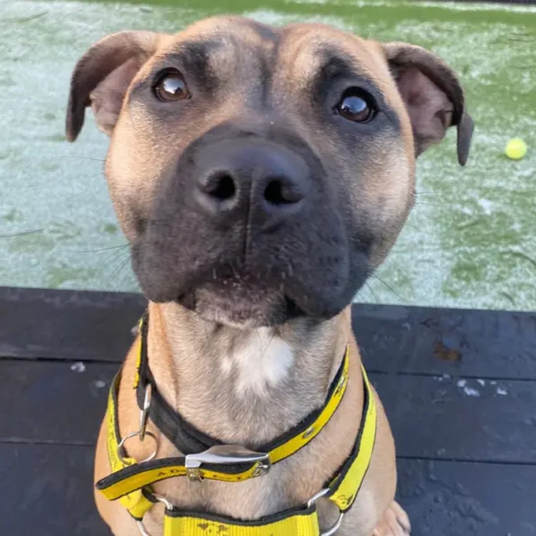 Dogs Trust 💛🐶 tweet media