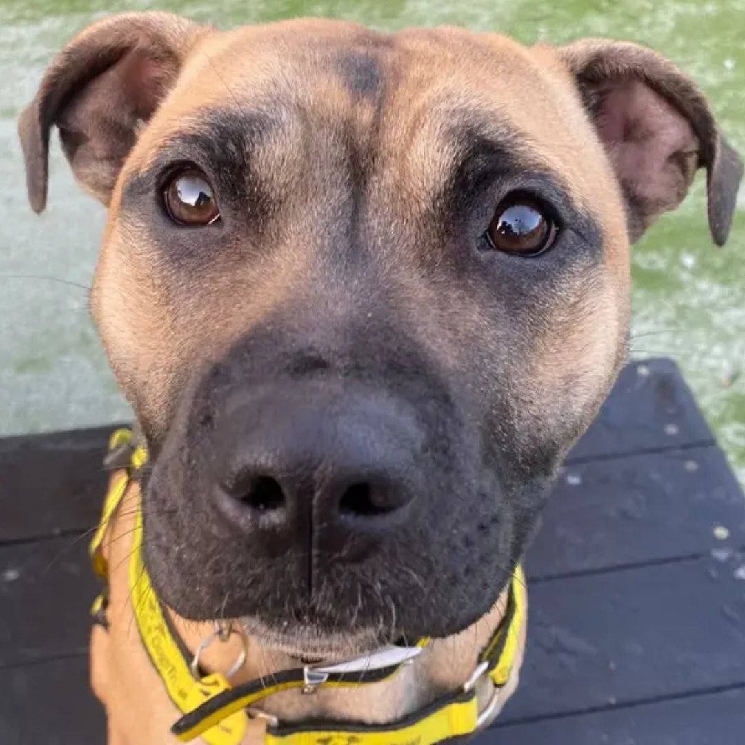 Dogs Trust 💛🐶 tweet media