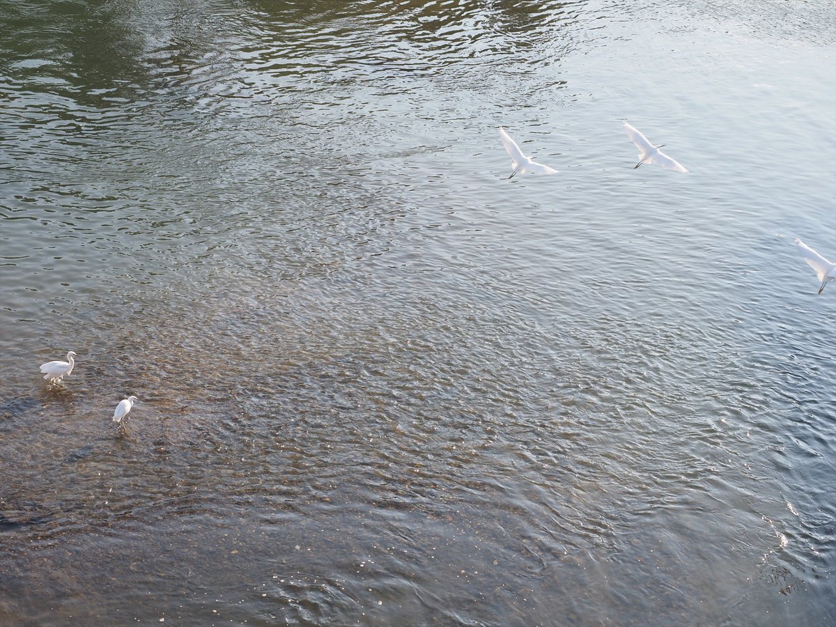 kyotoshidoubut1's tweet photo. 疏水噴水横休憩所からコサギを撮影しようとしたら、すぐに気づかれ、飛び立たれました。小型の白いサギで、足の指が黄色いところも特徴。黒いのはカワウ。
#京都市動物園 #kyotocityzoo #琵琶湖疏水 #浚渫 #野鳥 #コサギ #指が黄色 #Biwakolakecanal #dredging #bird #littleegret #yellowfeet https://t.co/hUNRqBqMM5