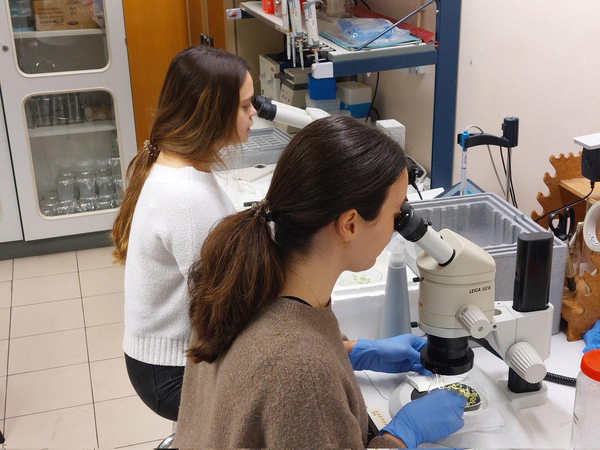 TFSLourenco's tweet photo. How does heat stress🏜 affects rice🌾🌾🌾 fertilization? First samples collected in our participation in the #PrOryza project (funded by #LaCaixa )
@greenit_bio4sus
@spredlab https://t.co/mGZciYeu64