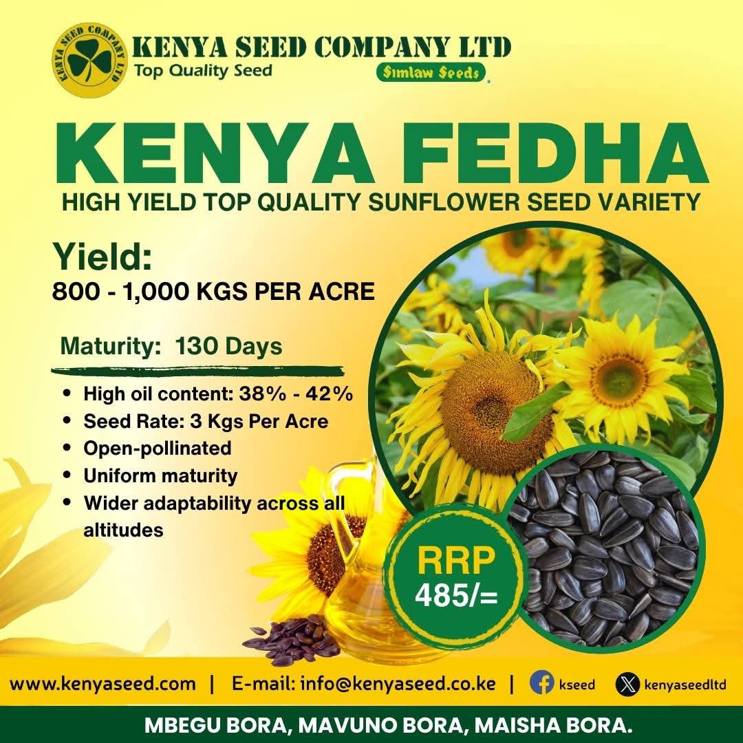kenyaseedltd's tweet photo. Turn towards quality,turn towards sunflower Kenya Fedha..
#topqualityseed
@Simlaw_Seeds https://t.co/AlqVN6kQtr