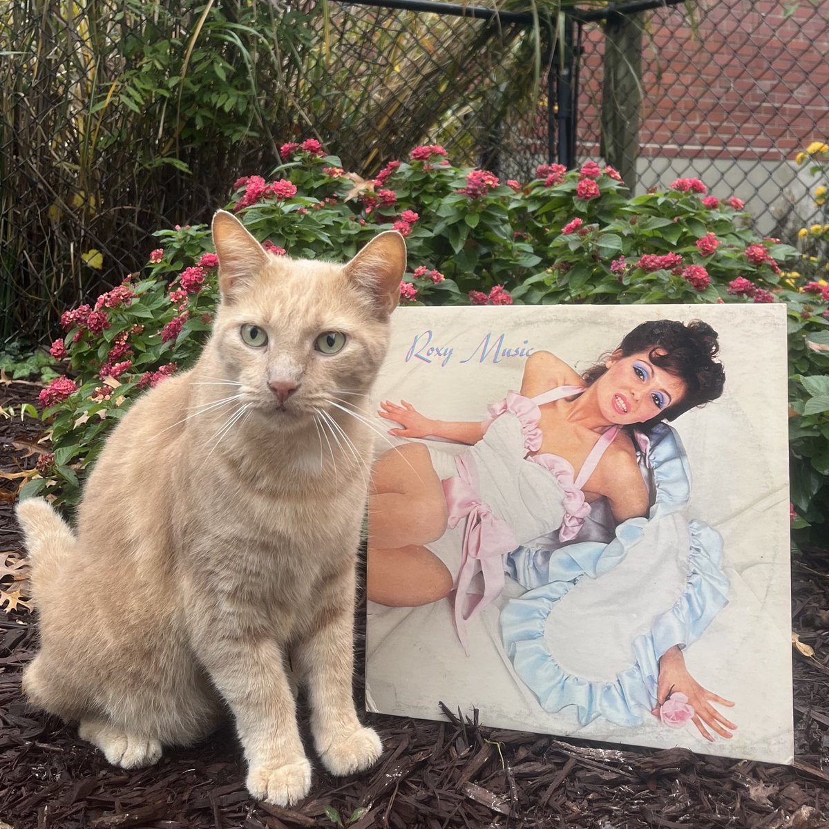 jsmallseattle's tweet image. TUESDAY SPINS
ROXY MUSIC (1972)
Here is Tommy with the debut album from Roxy Music, released on June 16, 1972.
Favorite tracks are “Virginia Plain”, “Re-Make/Re-Model”, “Ladytron”, and “2HB”
