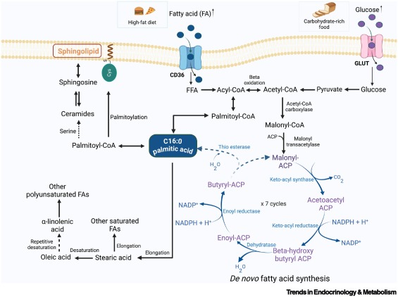 Online Now:  Palmitate dlvr.it/THTx5W #trends #endocrinology #metabolism
