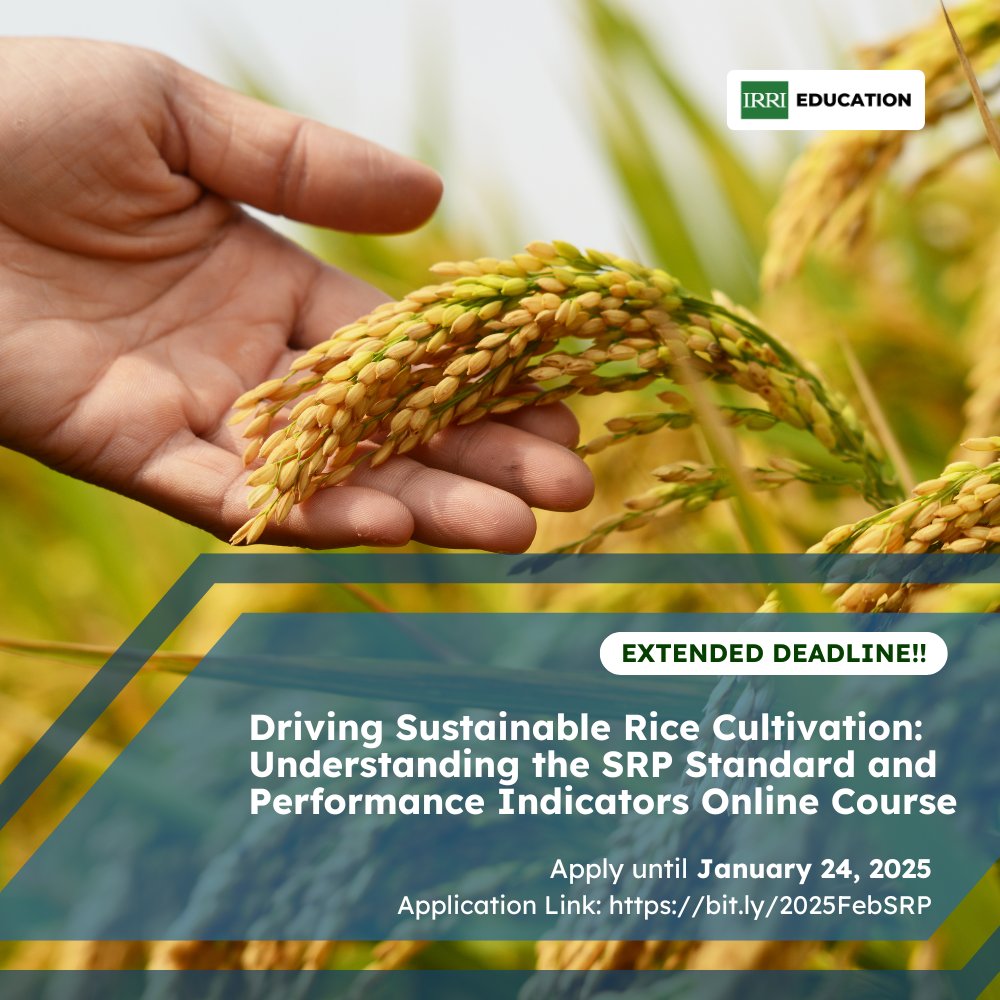 🚨 Deadline Extended! 🚨

Great news! We are extending the deadline of application for the Driving Sustainable Rice Cultivation: Understanding the SRP Standard and Performance Indicators online training!

📝 New Deadline: January 24, 2025
🔗 Apply Now: bit.ly/2025FebSRP