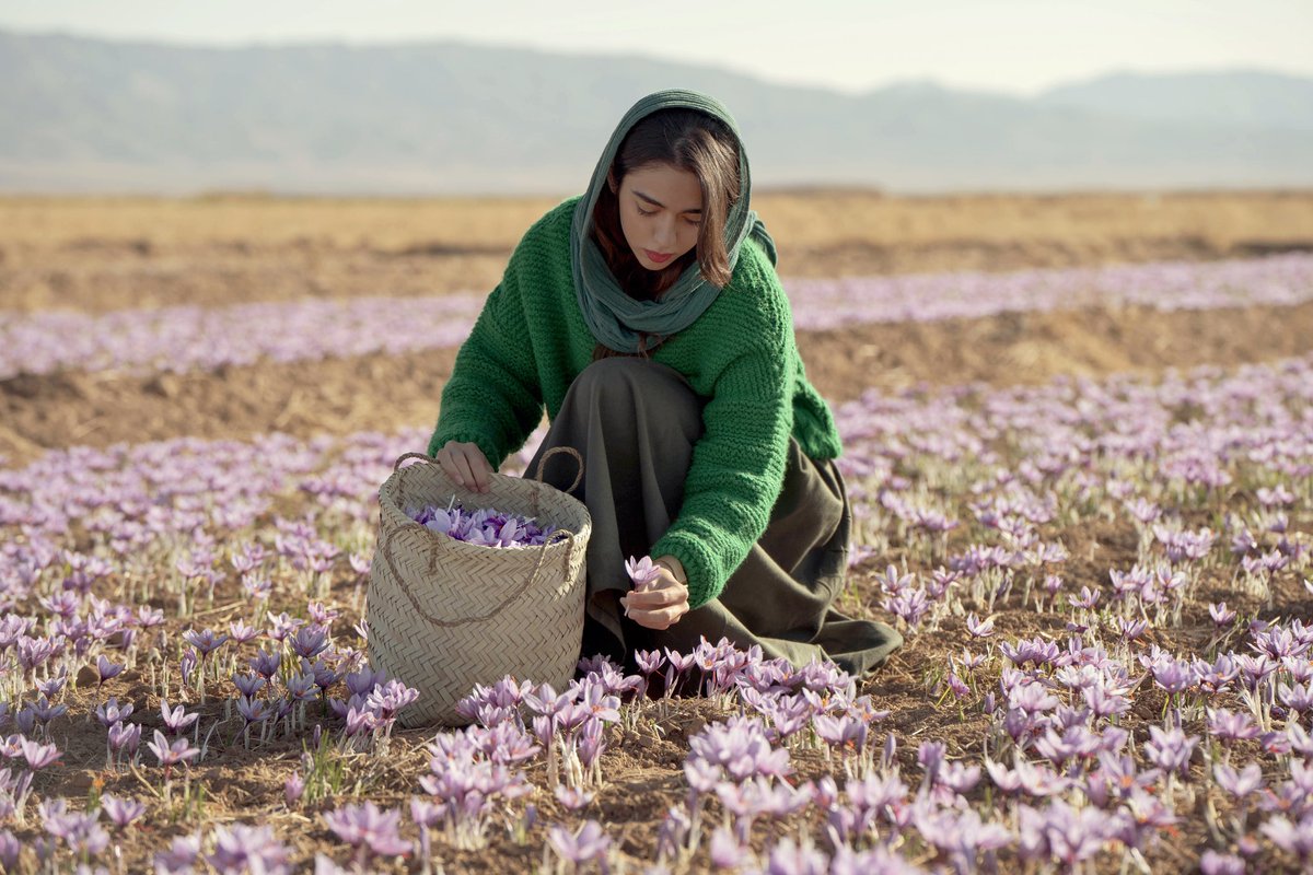 Agroota_co's tweet photo. "🌱 Agroota: Bridging Saffron to Global Markets
Connecting quality saffron from trusted suppliers to buyers worldwide. Join us in transforming the saffron trade!
#Agroota #Saffron #spice #GlobalTrade https://t.co/y8gQgOC4h7
