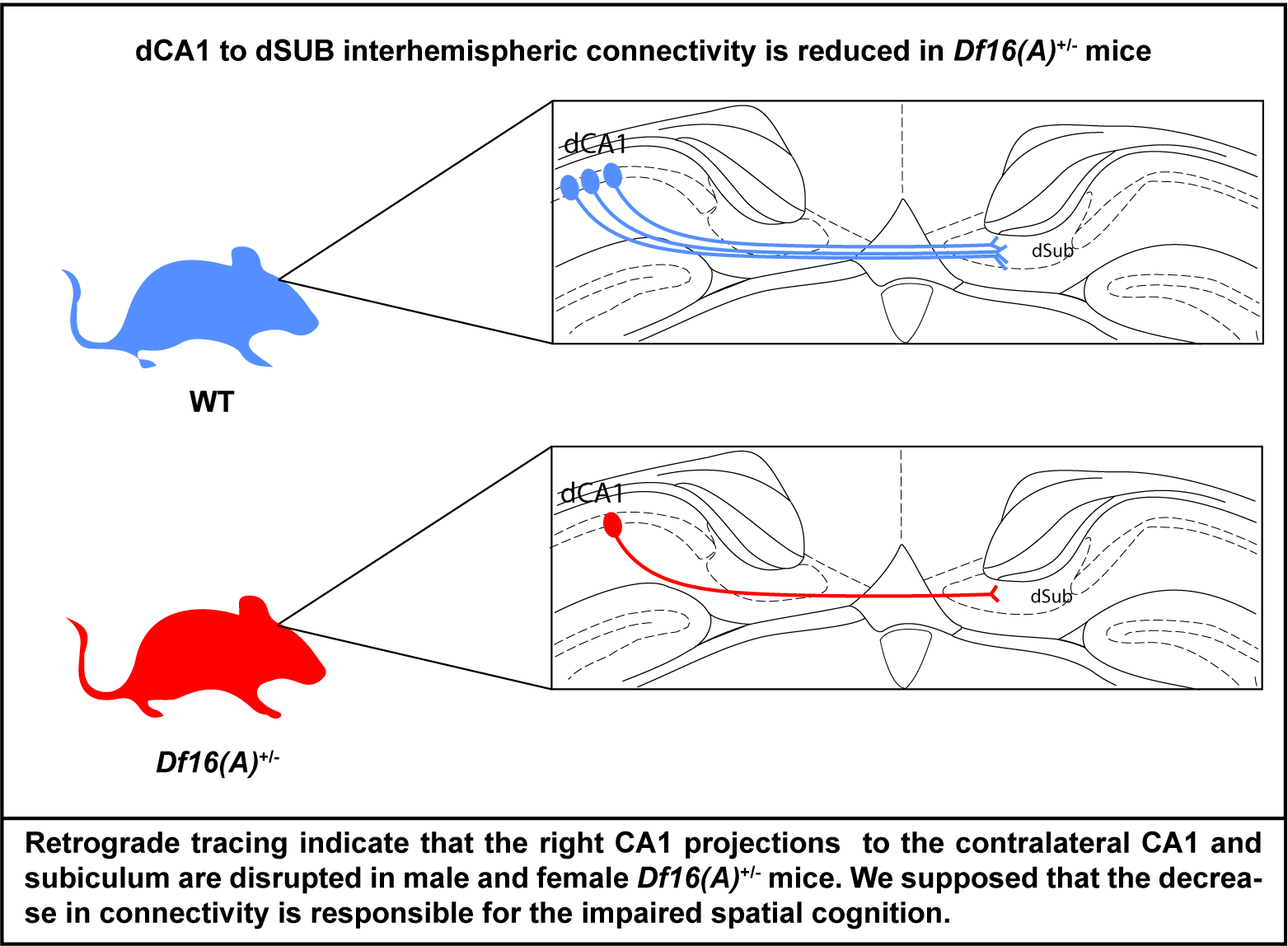 Amazon | Neuronal Dynamics: From Single Neurons To Networks