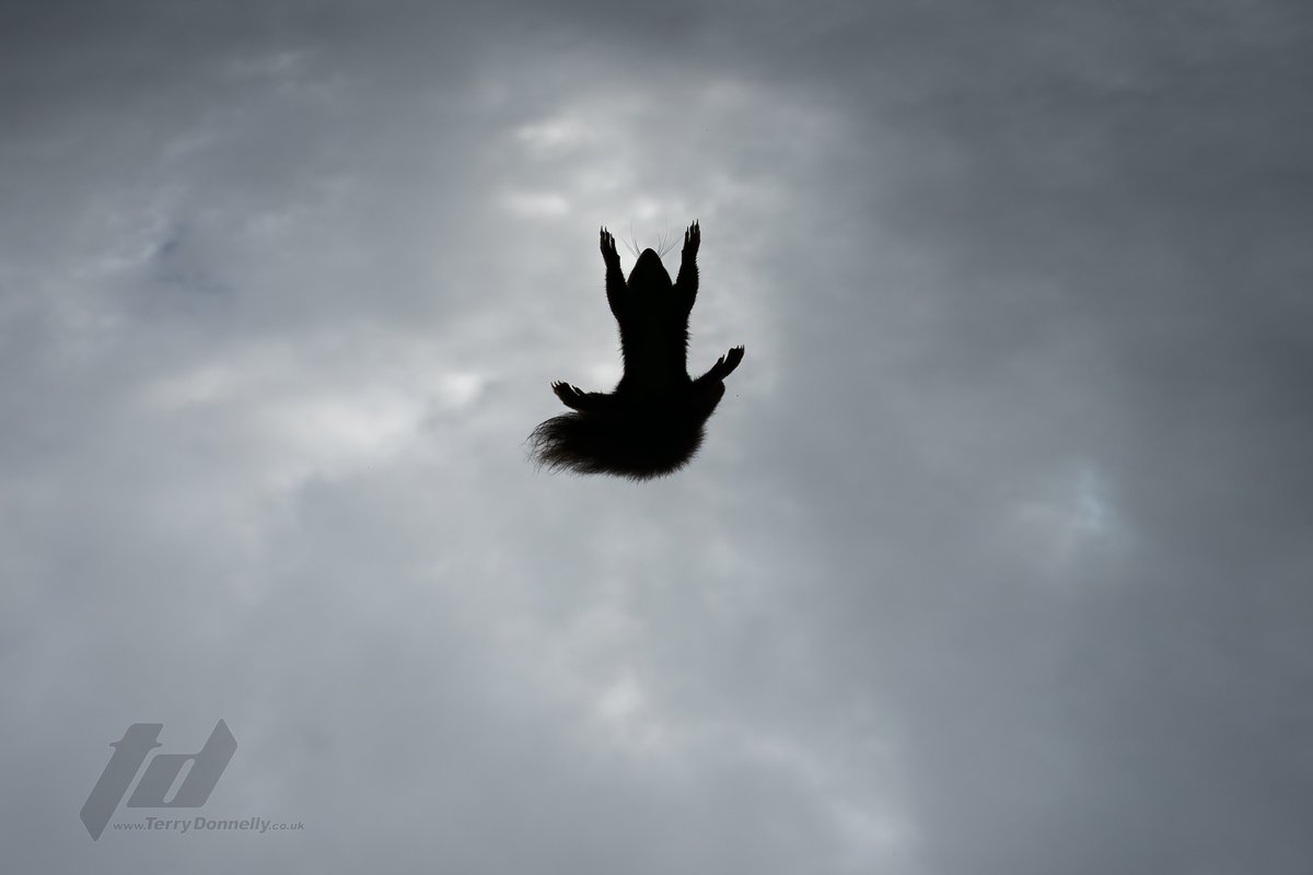 Sefton Coast Red Squirrels tweet media