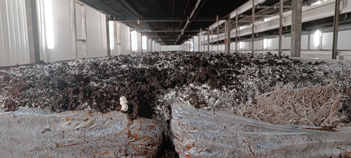 Un proyecto desarrolla biofilms compostables y reduce los residuos en el cultivo de champiñón y seta de ostra

agronewscomunitatvalenciana.com/un-proyecto-de…