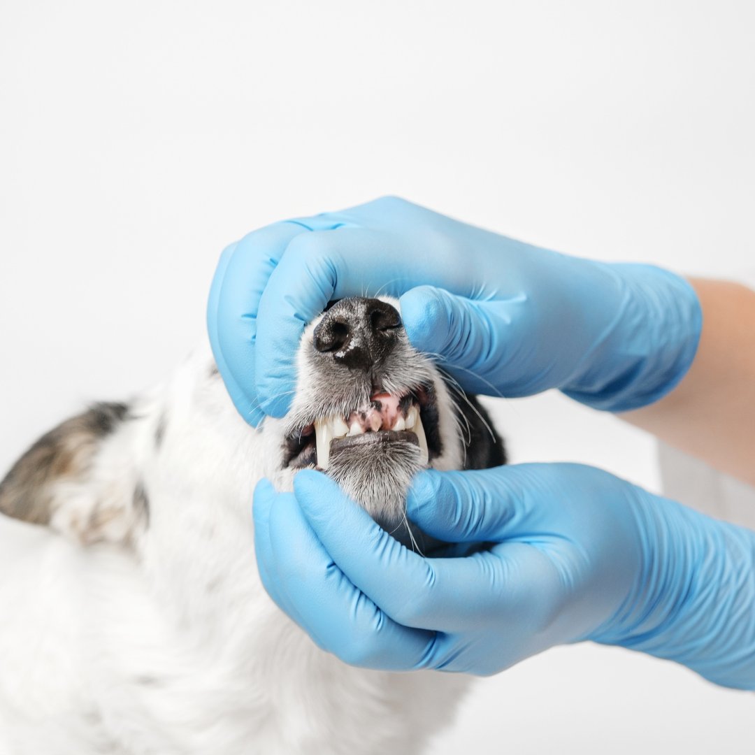 EastDallasVet's tweet image. Does your dog have a broken tooth? 🦷 Broken teeth can expose nerves, cause severe pain, and lead to an infection for your dog. Let us help with professional dental care to keep them comfortable. Call today 214-328-9935#DogDental #VeterinaryDental #PetDentalCare #EDVC
