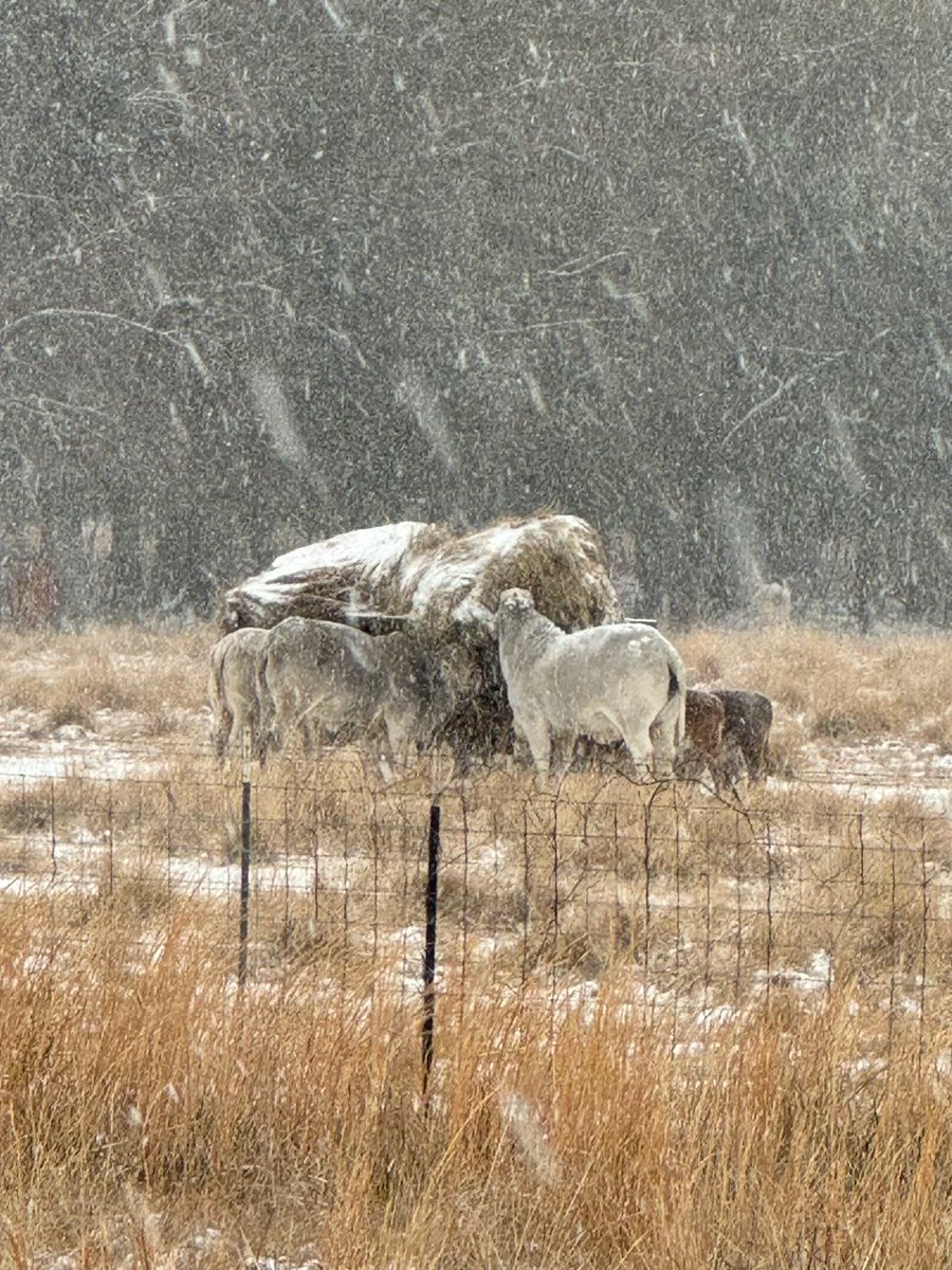 Hancock County farm looks beautiful in the snow this morning.