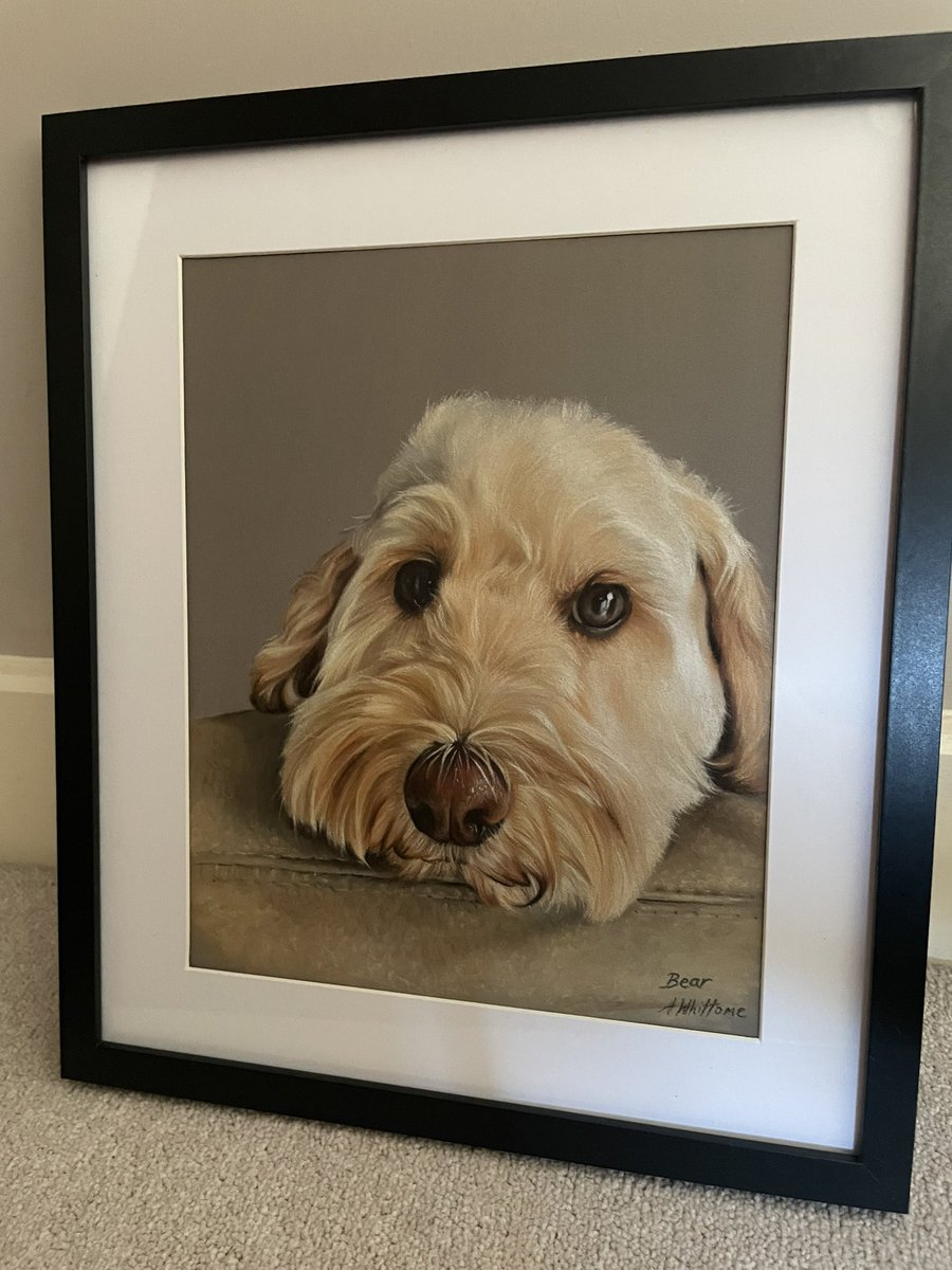 I wanted to share Bear in his frame as I thought finished it off nicely 🥰

#art #pastelpainting #PetPortrait #drawing