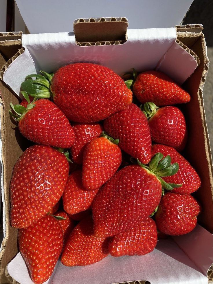 johanavivas56's tweet photo. ¿Qué tal una fresa? Dulce, jugosa y llena de antioxidantes, ¡es la fruta perfecta para cualquier ocasión! Ideal en ensaladas, postres o sola. 

¿Cuál es tu forma favorita de disfrutarla?

#Fresas #DeliciasFrutales https://t.co/gcN5OTTFkx