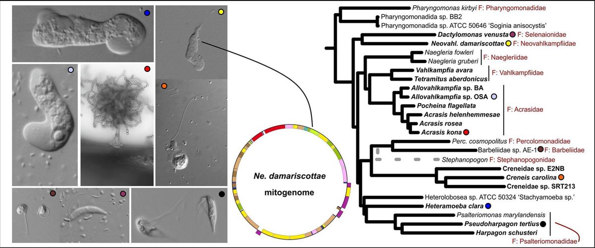 protasov_evgeni's tweet photo. The eukaryotic phylum Heterolobosea includes #flagellates, #amoebae, and amoeboflagellates, notably the brain-eating amoeba Naegleria fowleri. New transcriptome data reveal the #evolution of Heterolobosea and two instances of genetic code alteration.
https://t.co/1Xbf1KL0yq https://t.co/OvgsbIeGMI