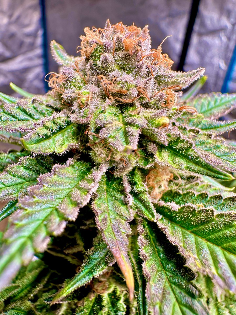 TackettGenes's tweet photo. Officially releasing Hawaiian Winter. 

Have put a serious amount of work into this one. 

This is a regular line of genetics. 

$50 for 15 beans. 

Get em before they’re gone! 

Start Off Right! https://t.co/8X1tBkWgLw