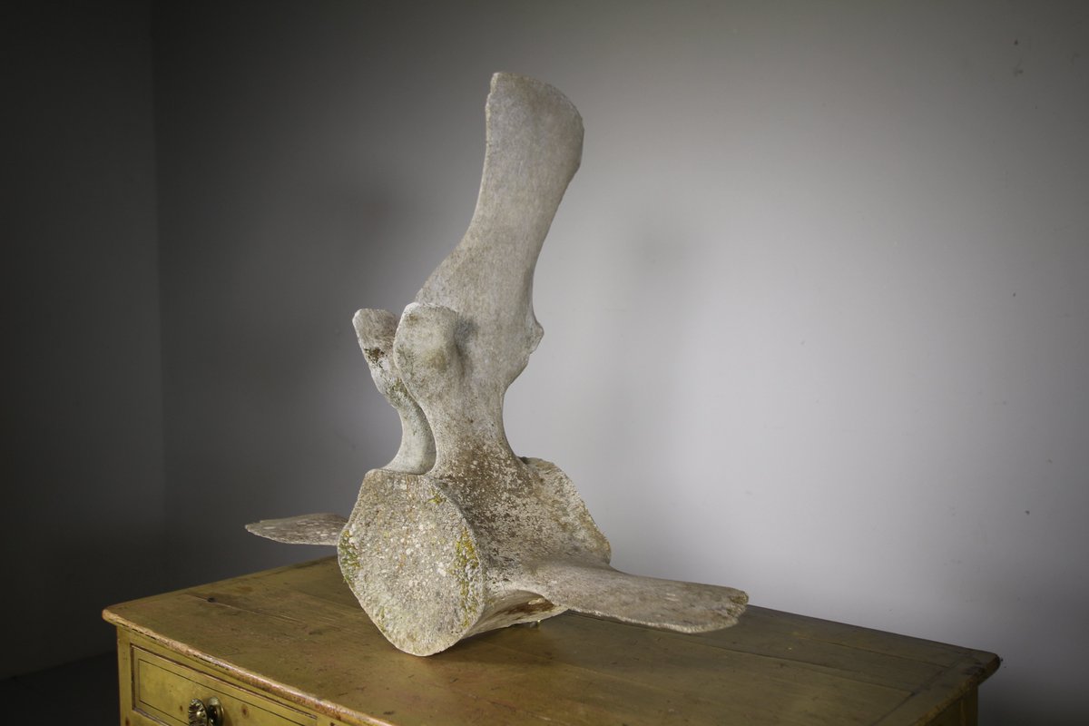 MGAntiques's tweet photo. Fabulous Large Antique Whale Bone Vertebrae https://t.co/Uwo2HyLVy1 https://t.co/Ax5sgspwHK
