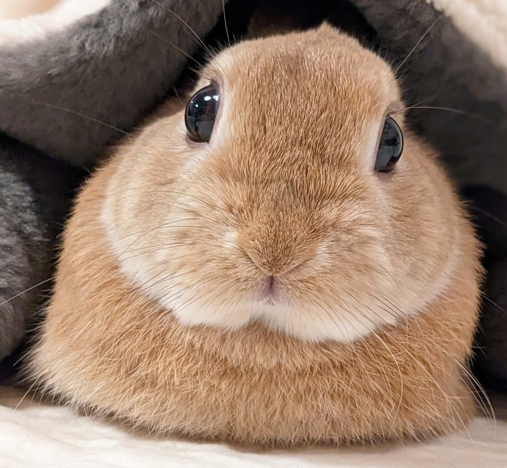 F3K58ED8VLWdMSC's tweet photo. #TLを動物のどアップでいっぱいにしたい https://t.co/F5kgLDc3HL