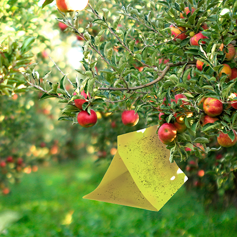 GREENVASS's tweet photo. Deltatrap® es una trampa triangular para monitoreo y captura masiva de insectos plaga en cultivos, tanto en invernadero como exterior. Esta trampa tiene pegamento por toda su superficie, en ambas caras. Se recomienda utilizar en combinación con feromonas o atrayentes. https://t.co/b4KkecvExF