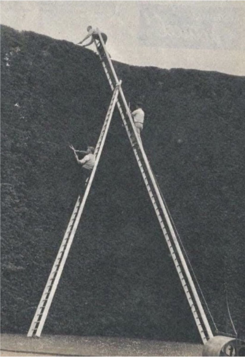 camsupport's tweet photo. A team member recently came across this gem from the past—men bravely scaling ladders, armed with little more than hand shears and sheer determination to tame a rather large hedge! How times have changed!

#ProgressNotPeril #HedgingOurBets https://t.co/5ffrCWoISh